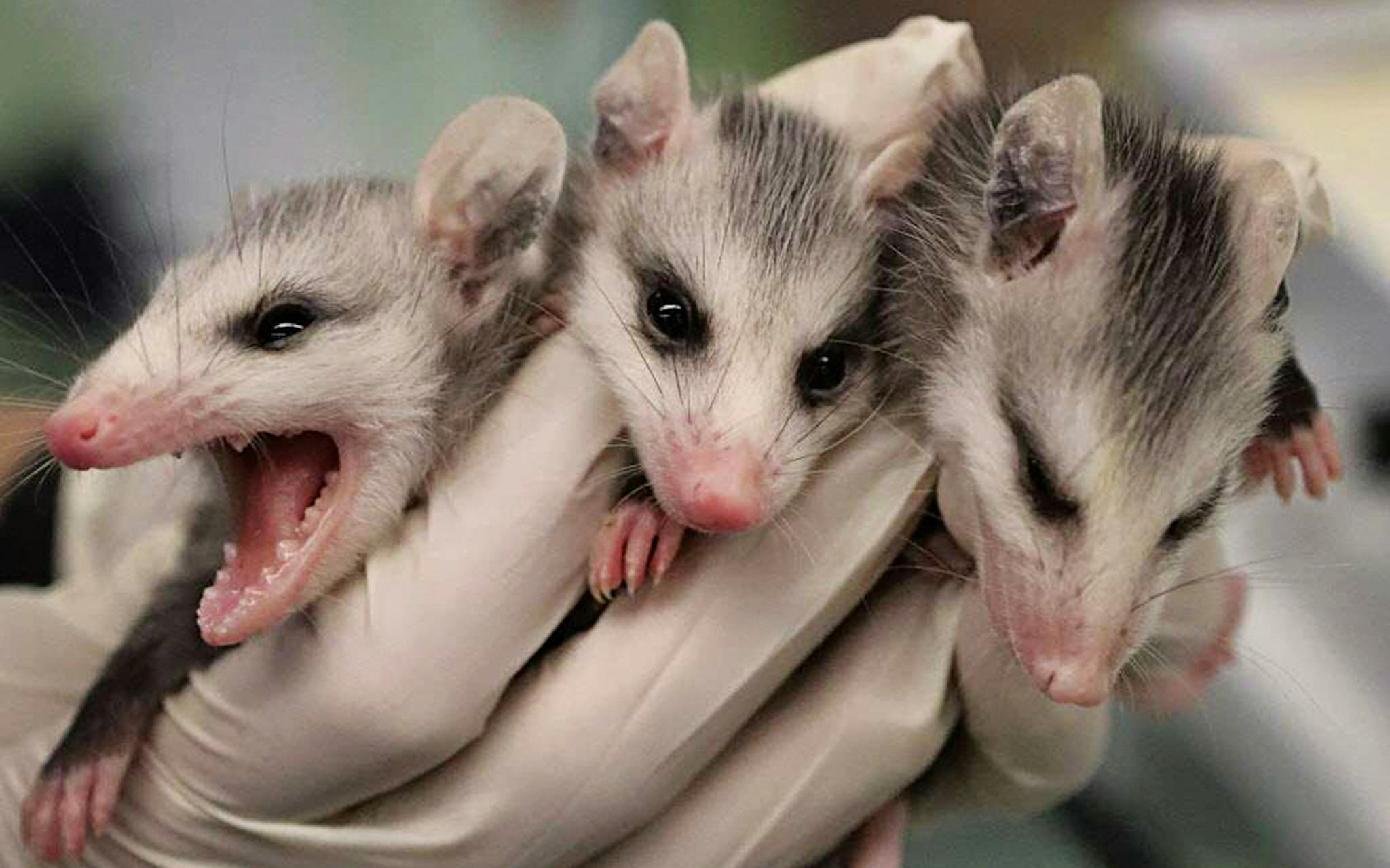 Three sleepy baby opossums.