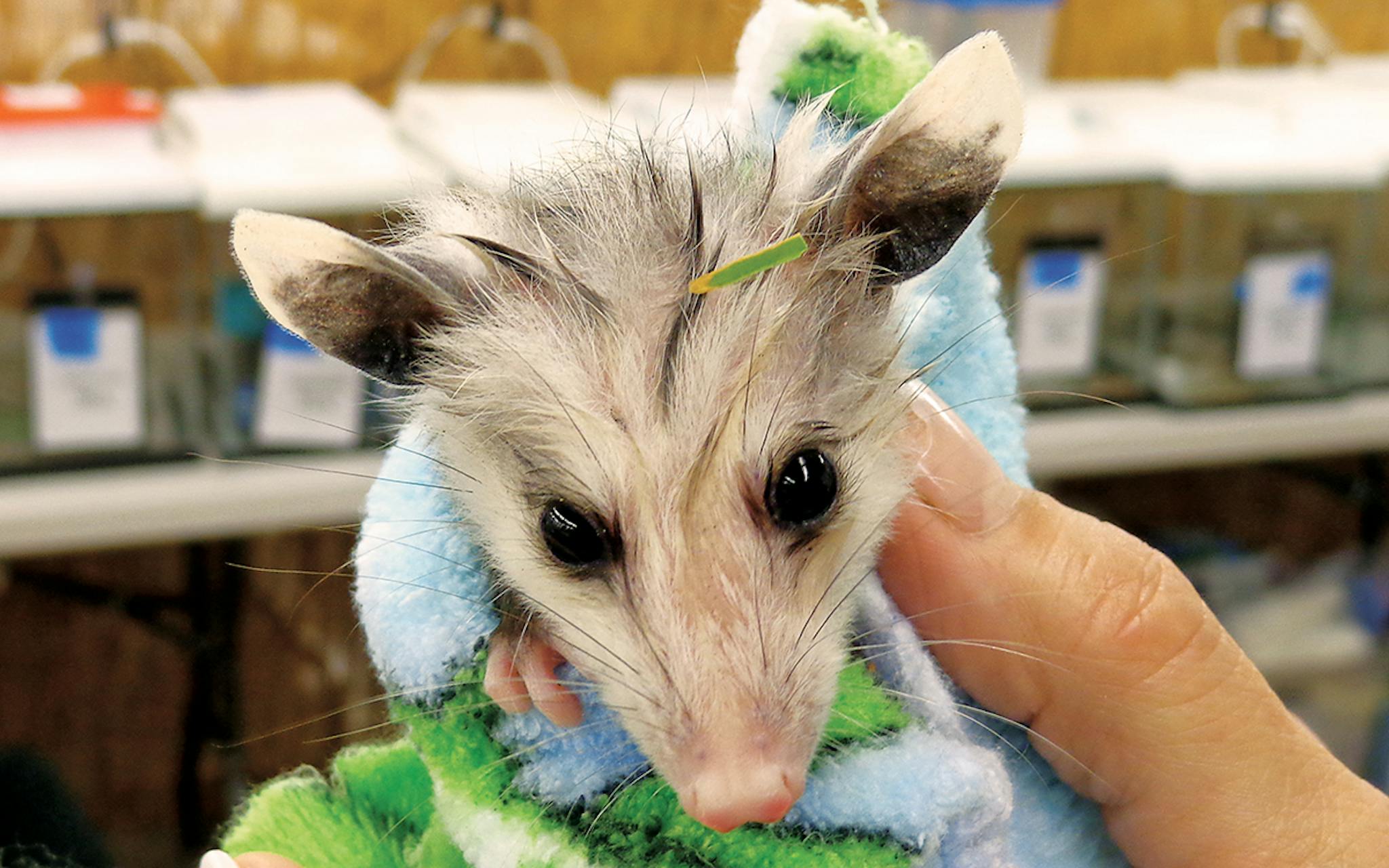 Swaddled baby opossum with wet fur from his bath.