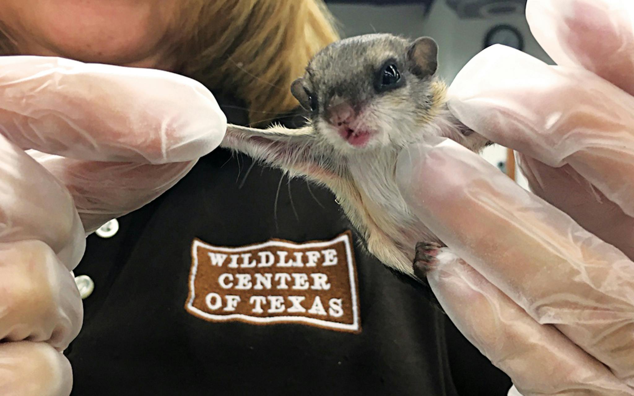 Volunteer holding a tiny flying squirrel.