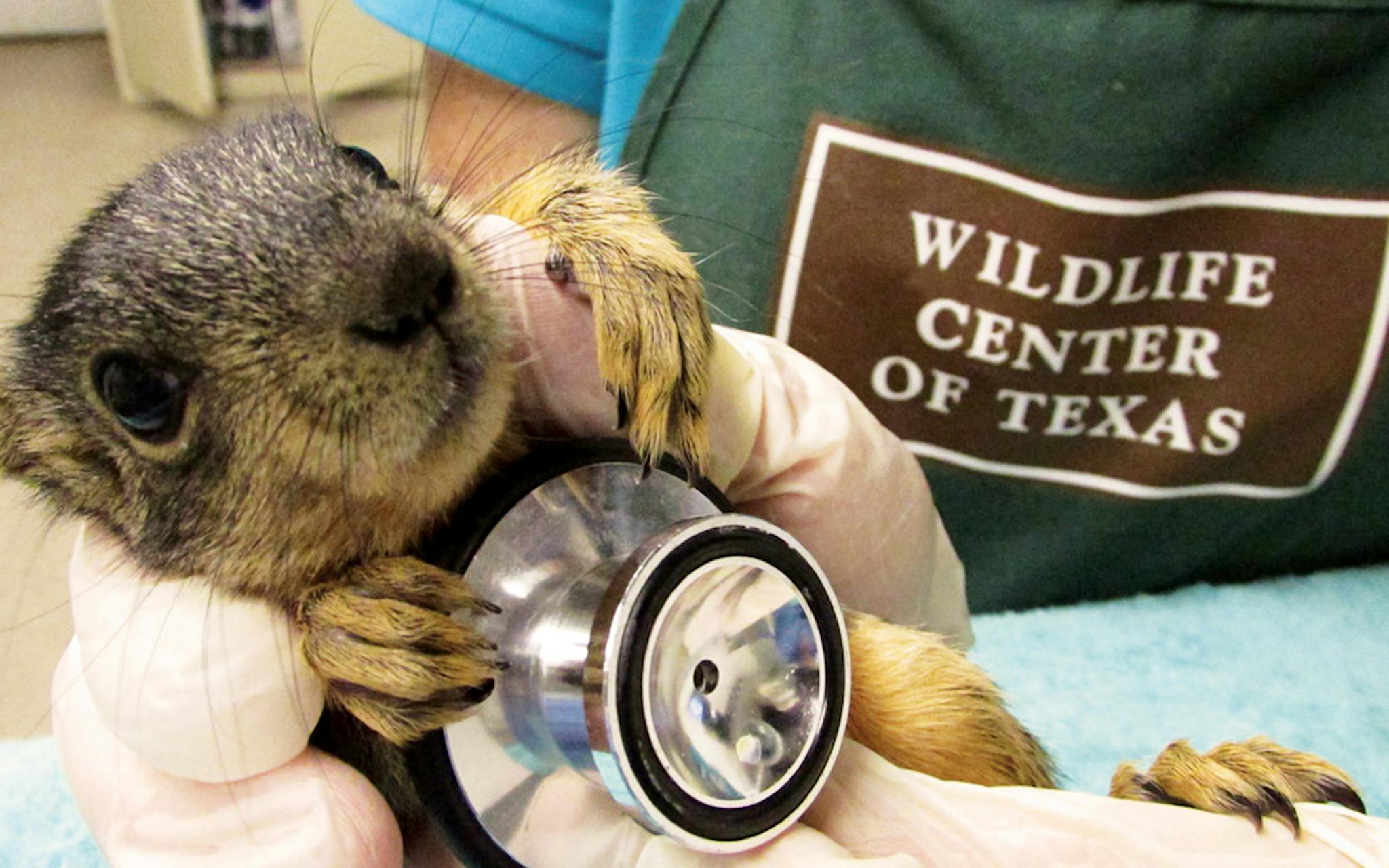 Baby squirrel with a stethescope pressed to his chest.