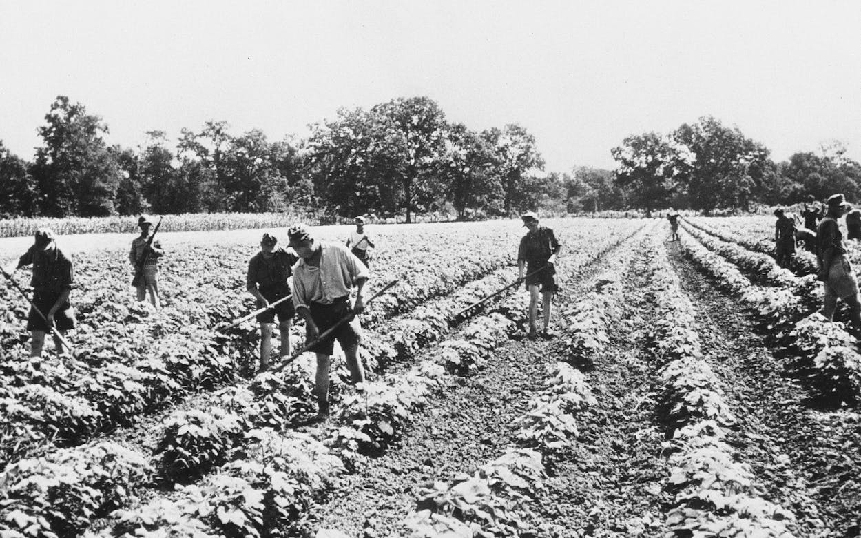 Black and white photograph of Prisoners working in cotton fields.