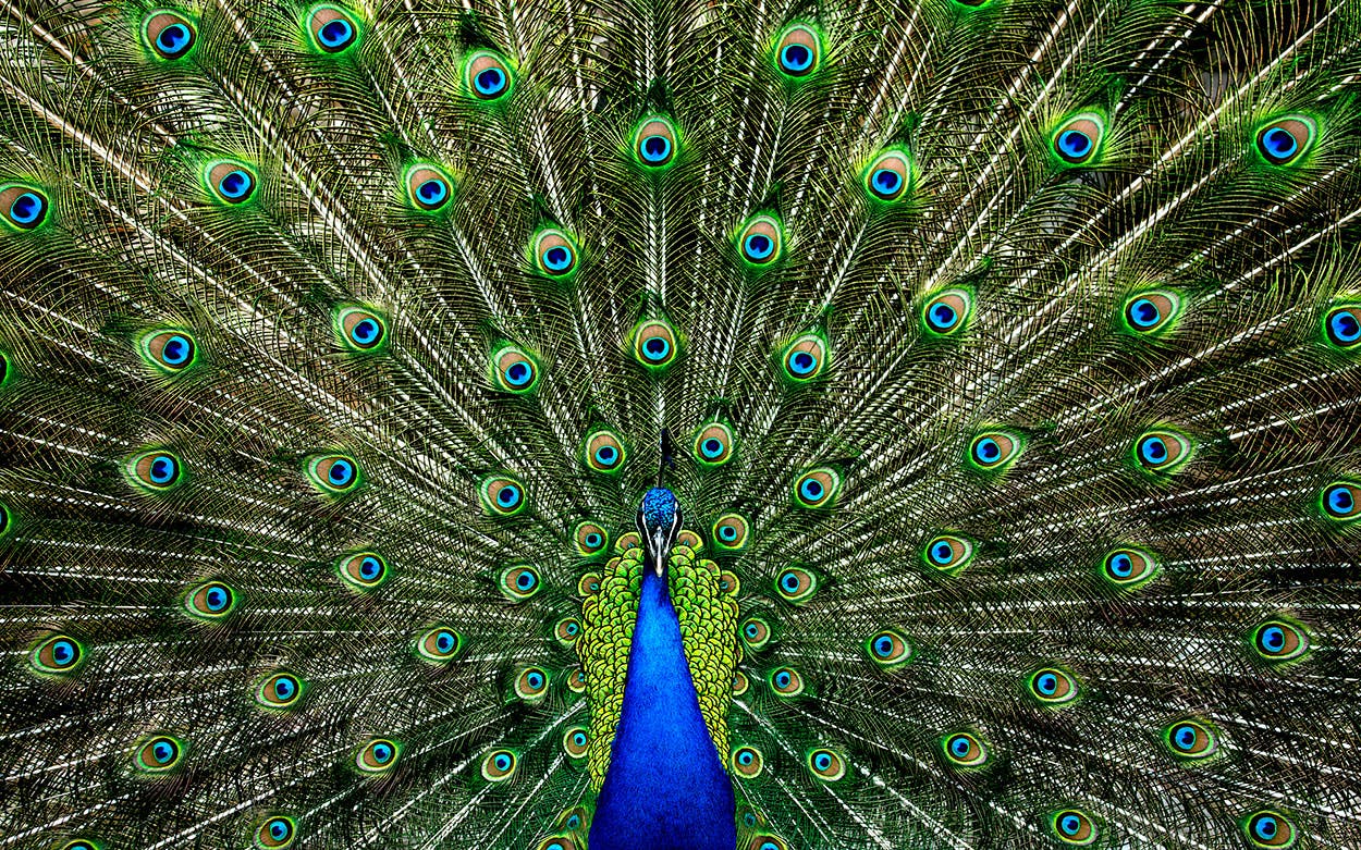 Peacock Amazon Superbowl Ad