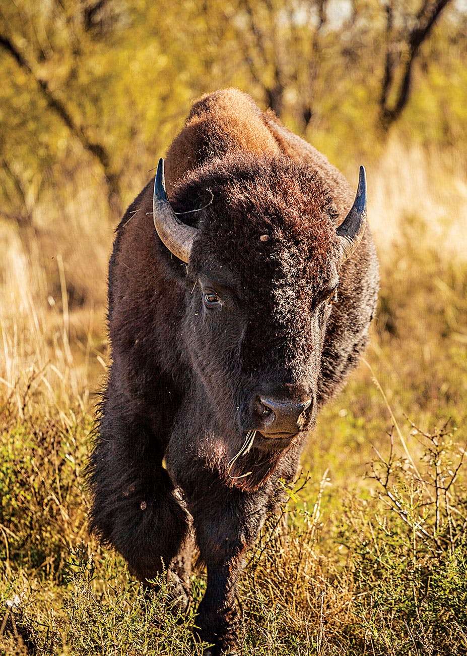 Close-up of a bison running through a field of green. 