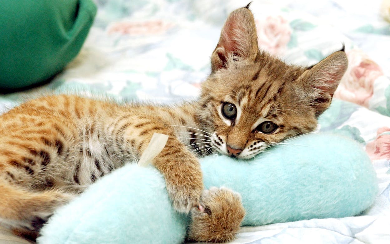 Bobcat kitten hugging a small pillow.