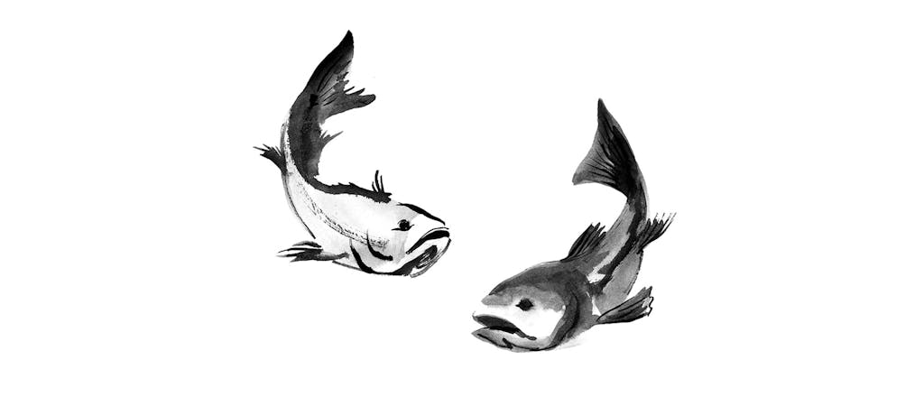 Coastal fish