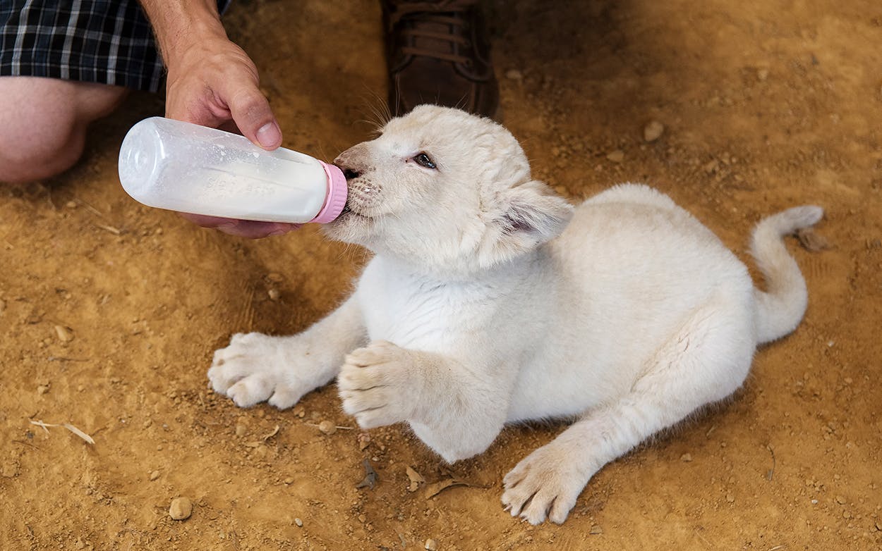 Park director Jaymis Werner feeds milk to Luna, a white African lion cub, as she makes her public debut at Tiger Creek Animal Sanctuary in Tyler.