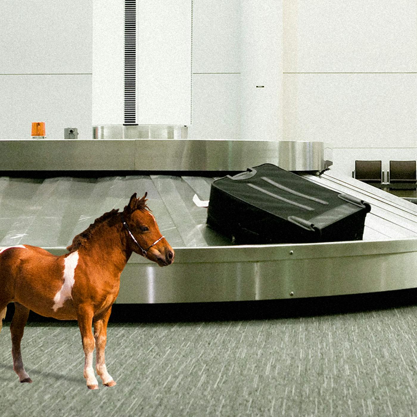 You Can Bring Your Trained Service Miniature Horse On Southwest Flights Texas Monthly