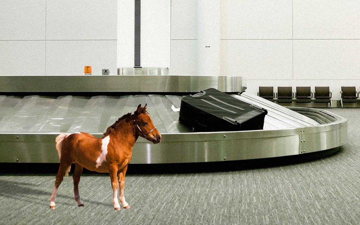 a miniature horse at the airport
