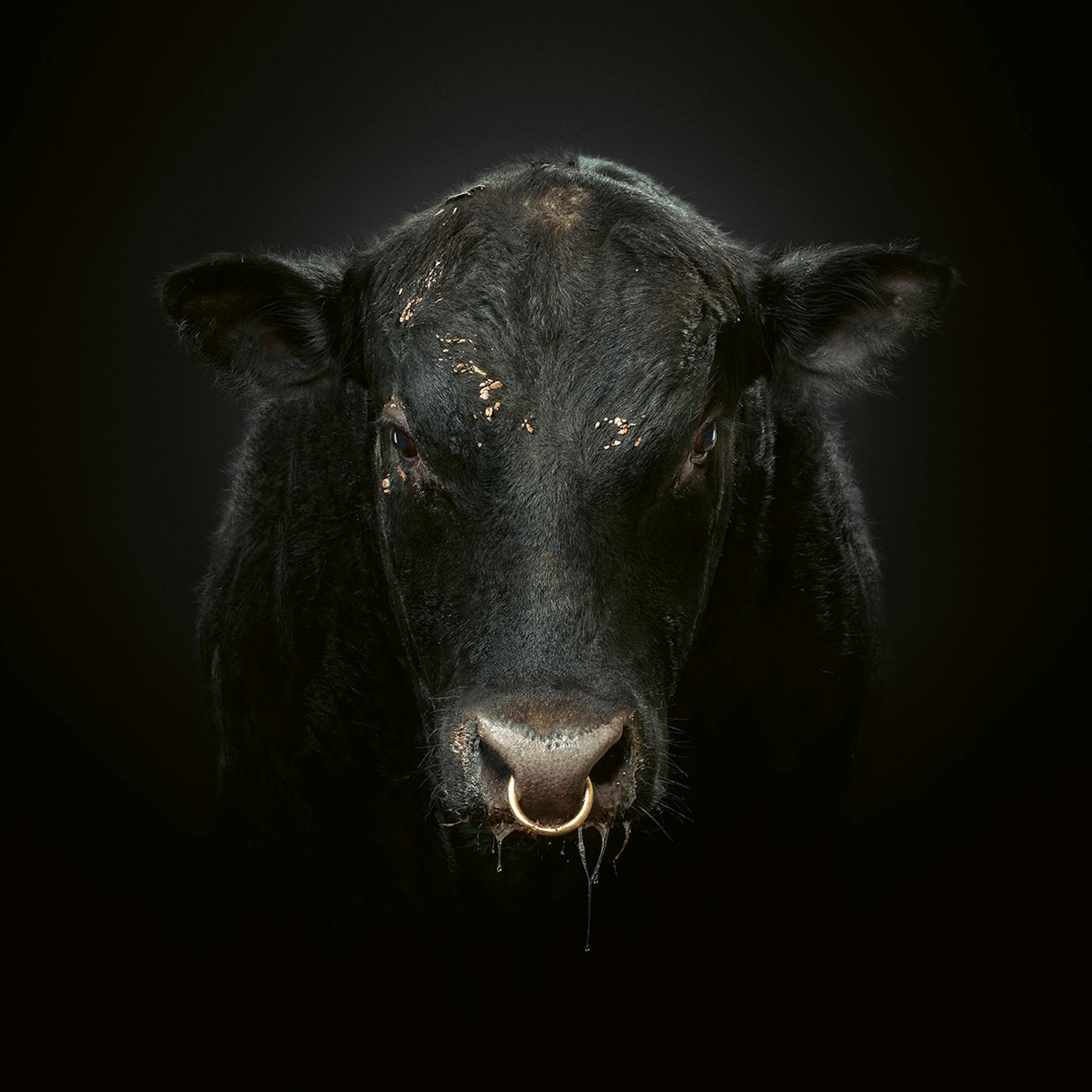black bull with a nose ring