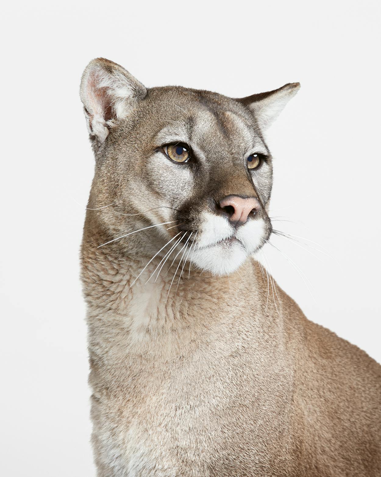 Dexter the mountain lion, photographed by Ford in studio.