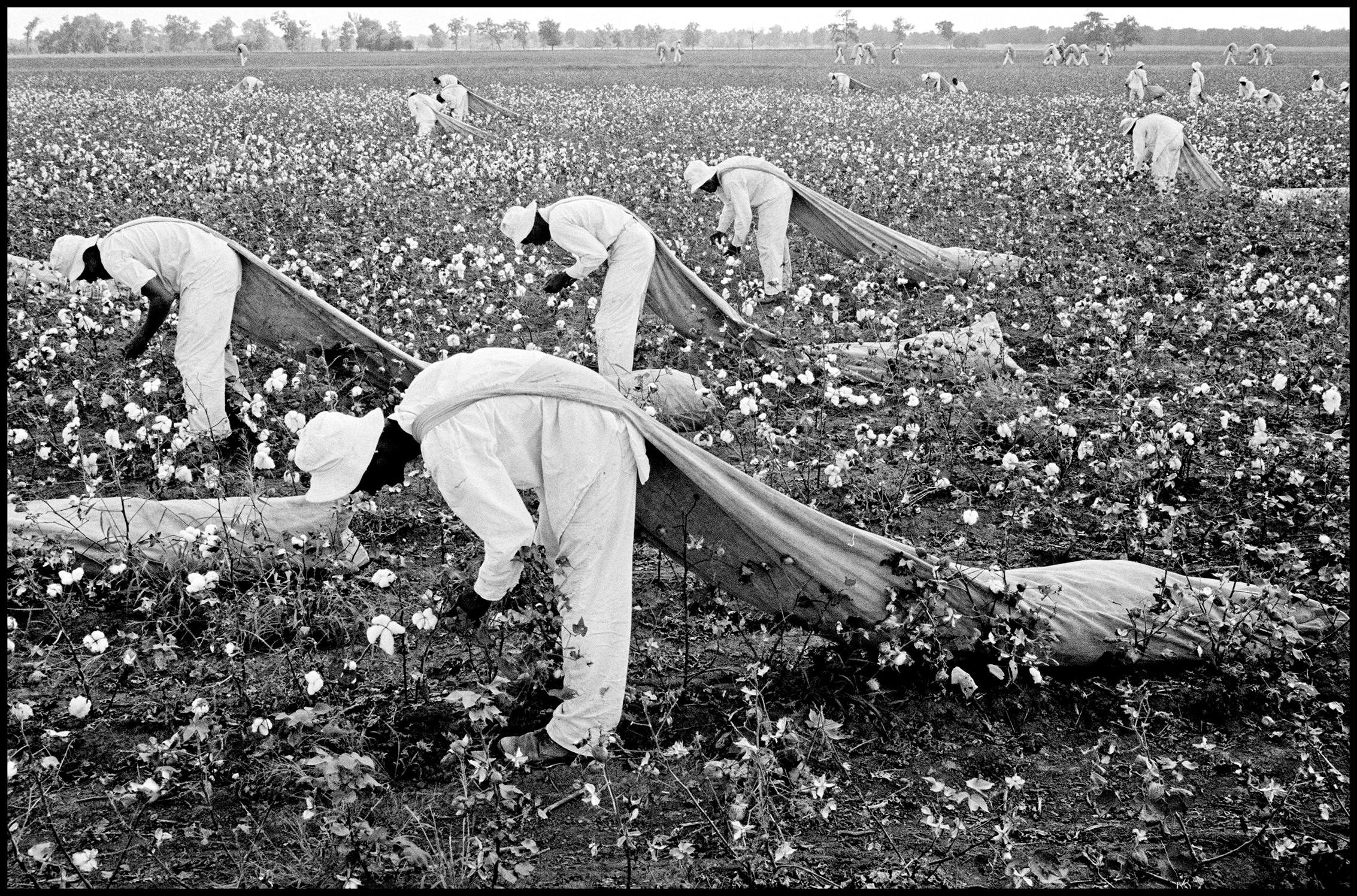 Prisoners picking cotton in Huntsville in 1968.