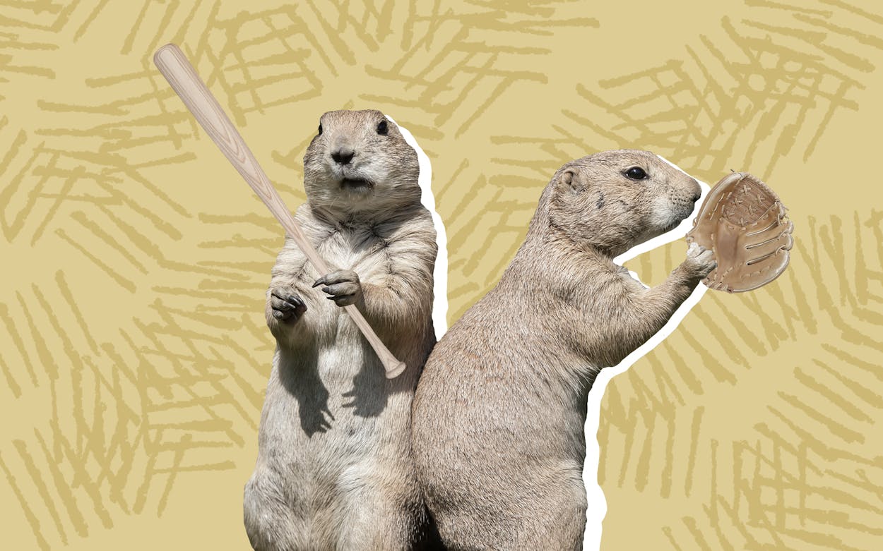 A photo of prairie dogs, also known as sod poodles, holding baseball equipment