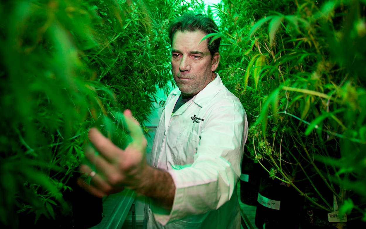 Morris Denton, CEO of Compassionate Cultivation, looks at some of the cannabis plants at the facility in Manchaca on Wednesday Jan. 17, 2018.