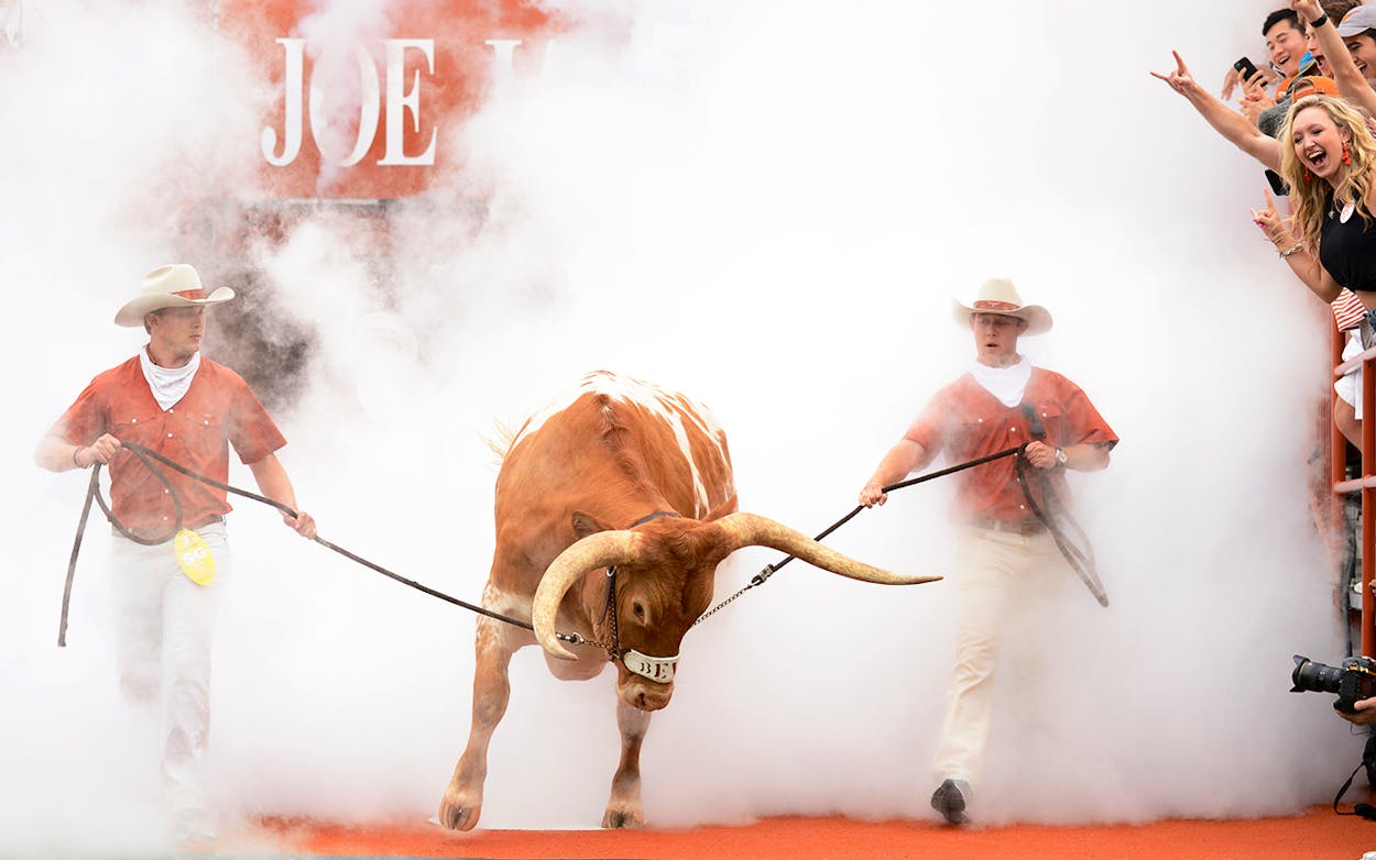 Texas Longhorns mascot Bevo XV leads the team out of the tunnel