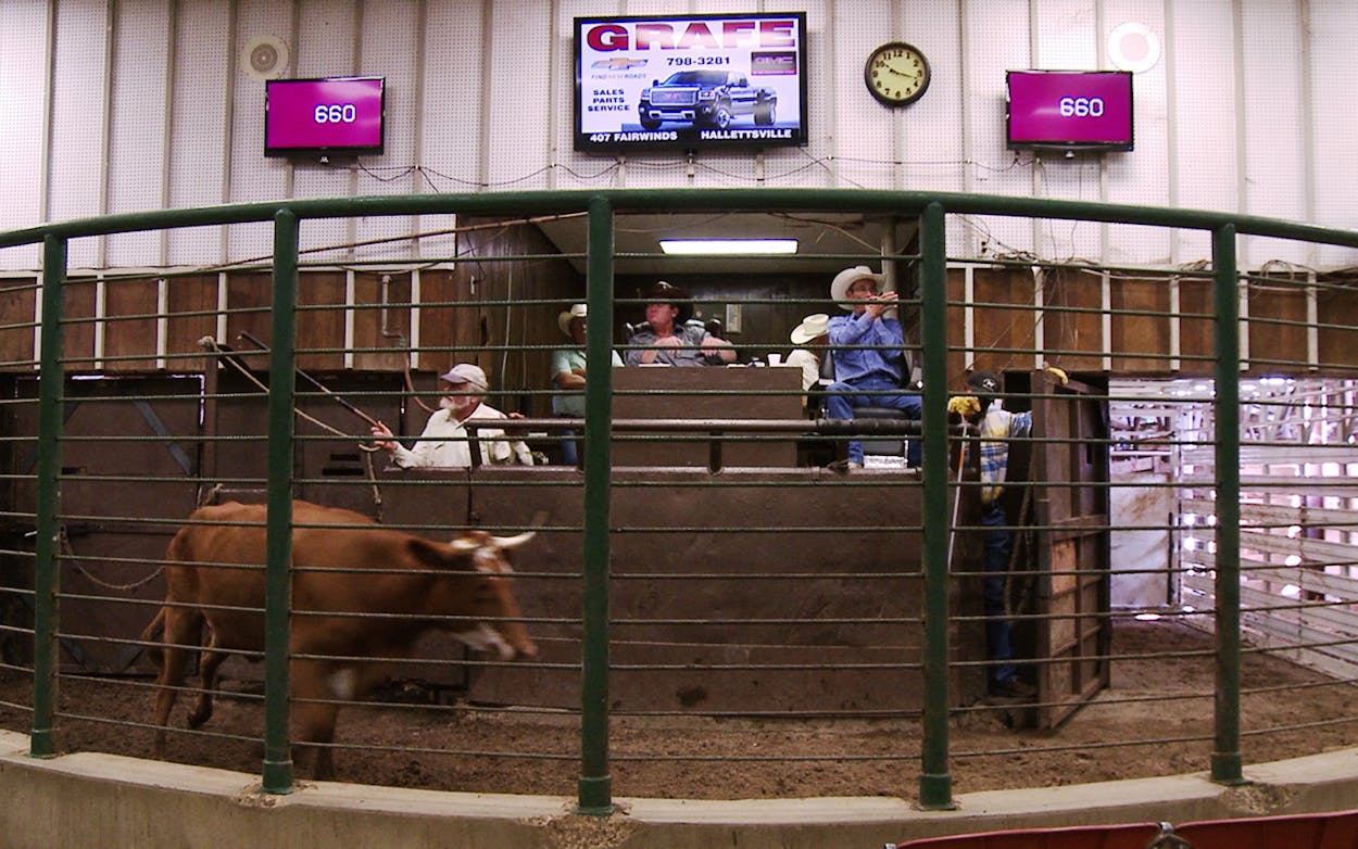 A small-town cattle auction in Gonzales
