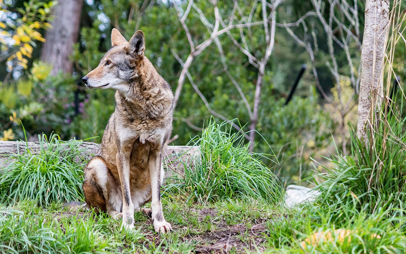 Ghost DNA from hybrid coyotes could save endangered red wolves