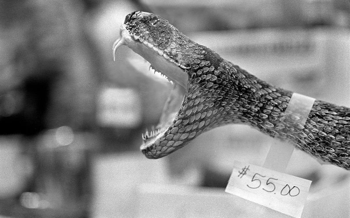$55 taxidermy rattlesnake with its mouth open wide. 