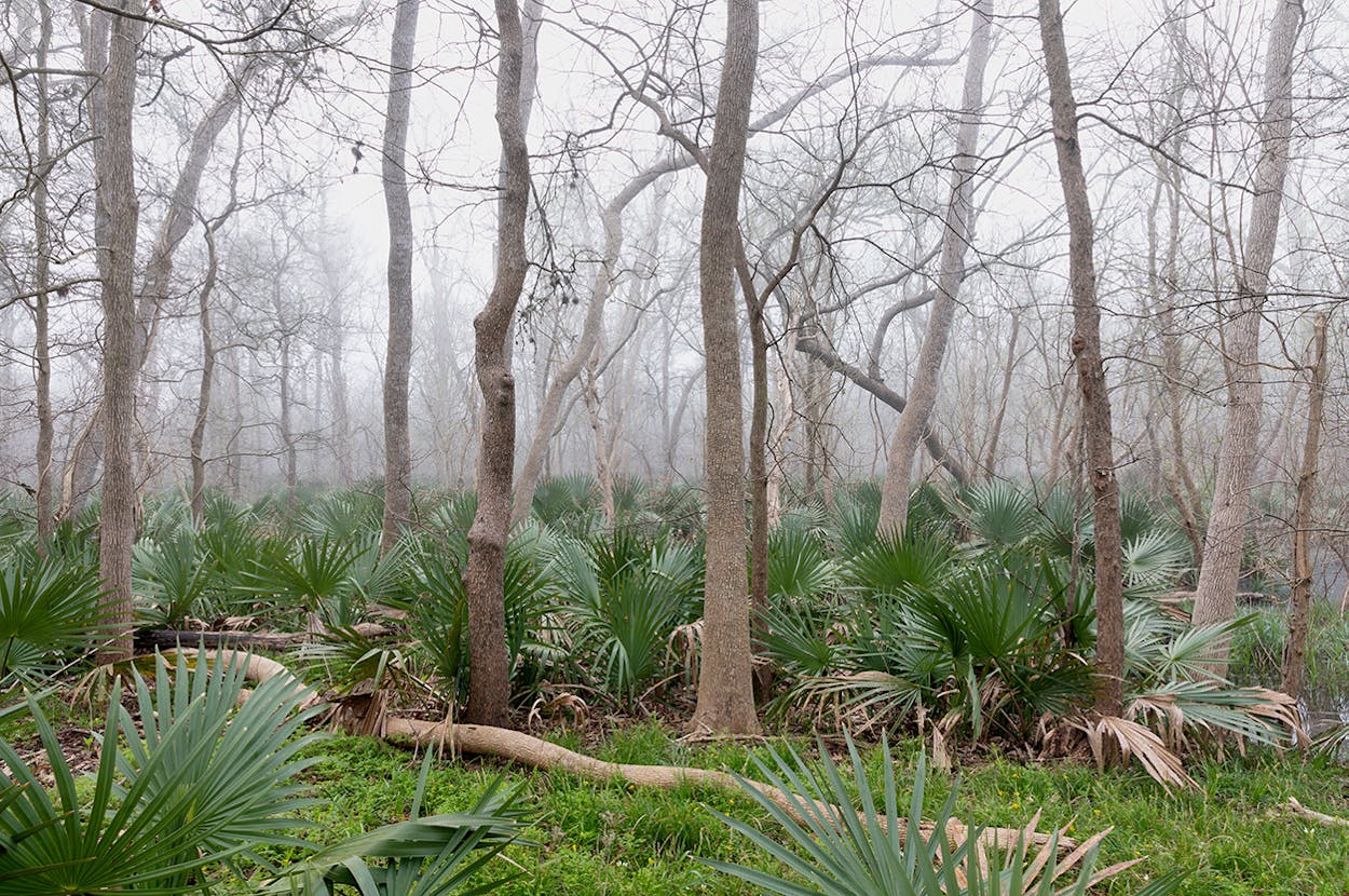 Trees among palm fronds in a foggy area of the woods.