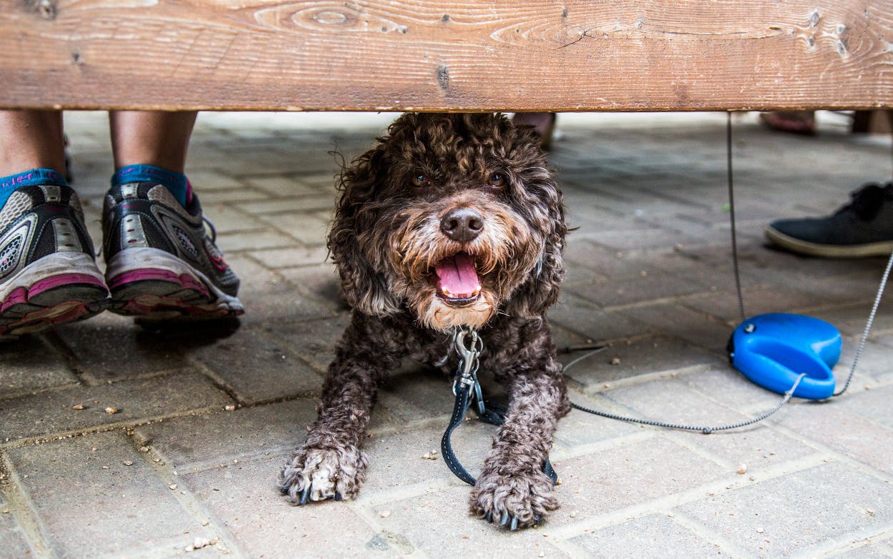 A dog lounging under a patio table at Radio Coffee & Beer in Austin, Texas.