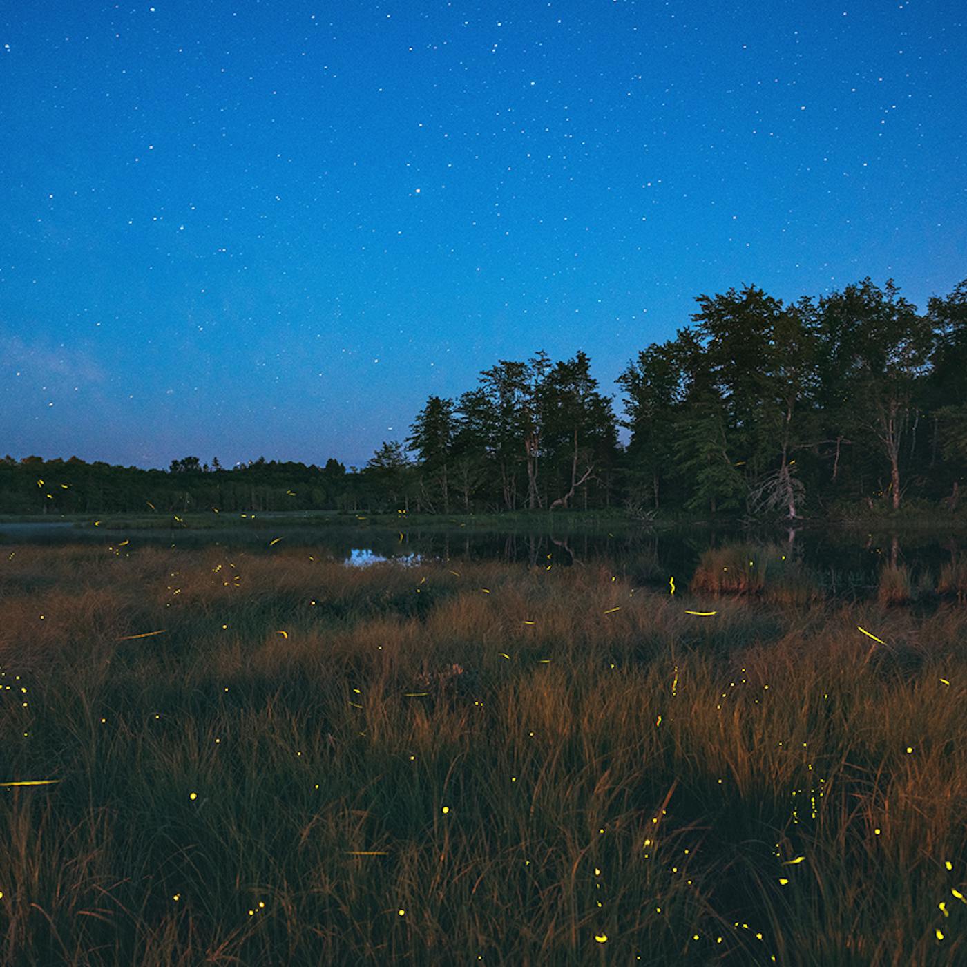 Fireflies Realview Fireflies