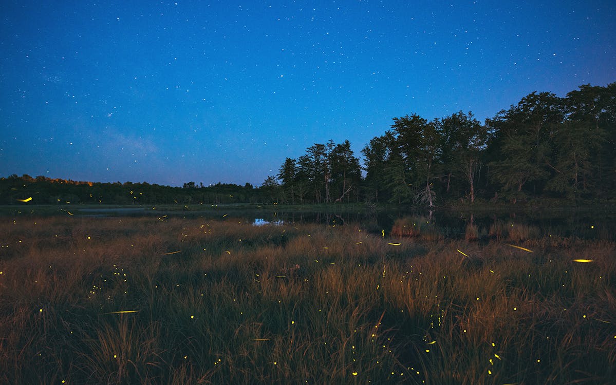 The Flight of the Texas Fireflies – Texas Monthly