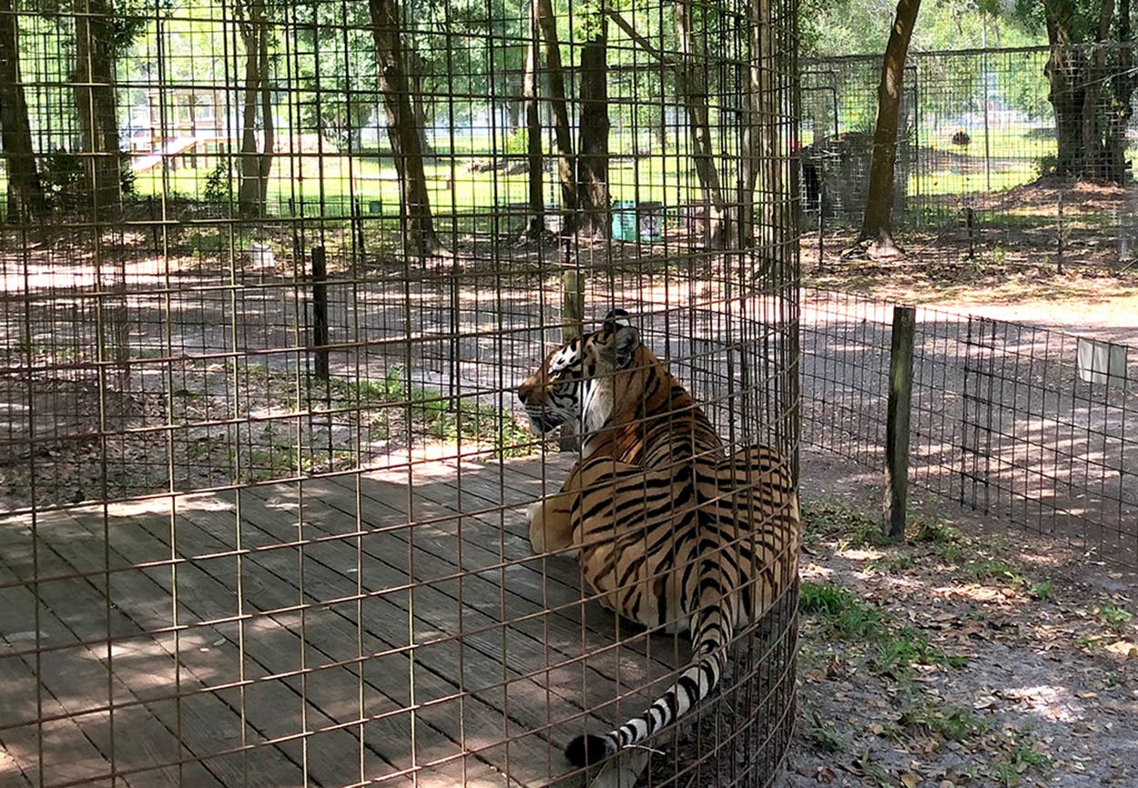 Tiger in cage Joe Exotic Tiger King. 