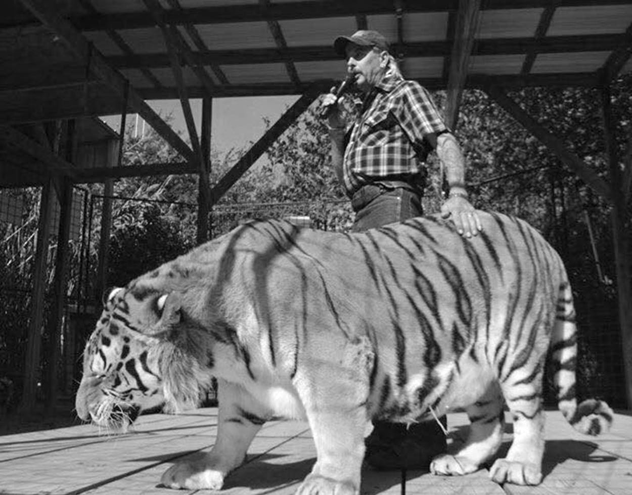 Joe Exotic Tiger King and one of his tigers in black and white. 
