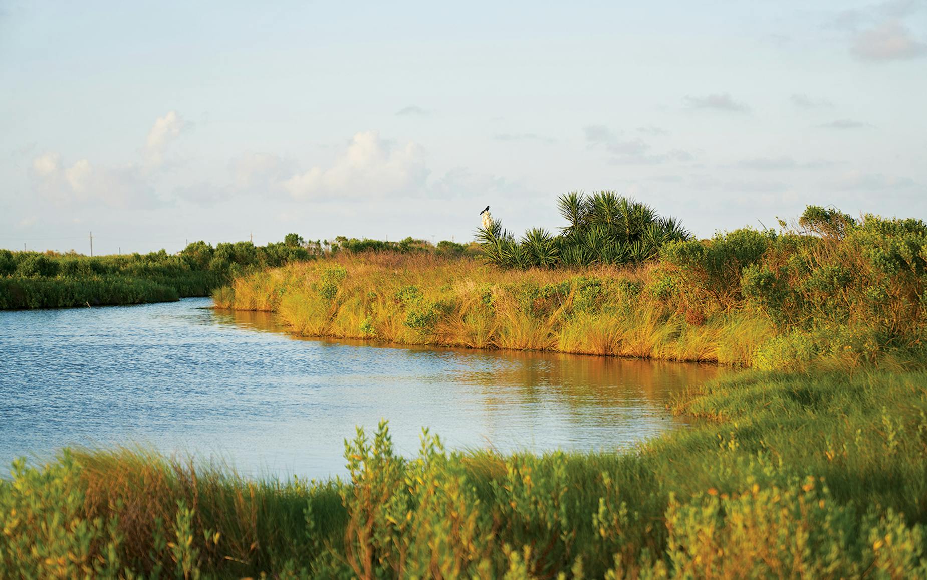 Sea Rim Tx Sea Rim State Park's Fragile Magic – Texas Monthly