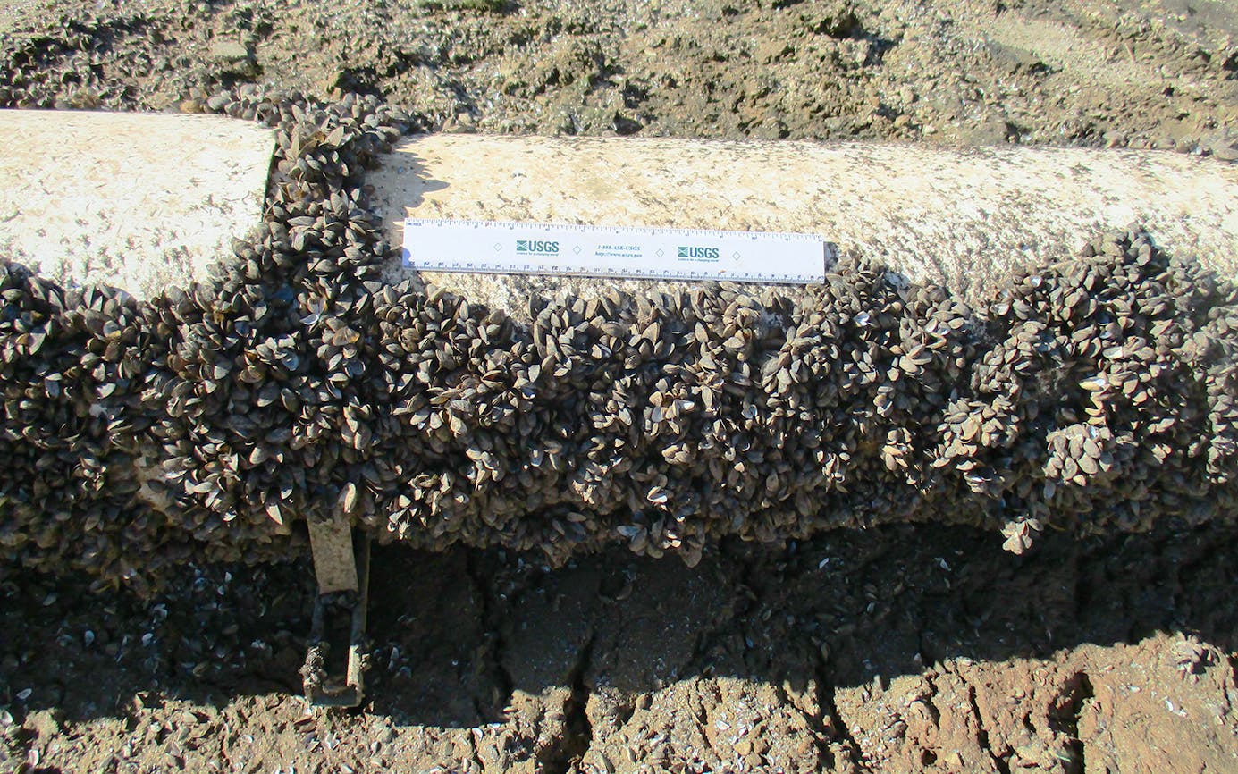 zebra mussels on pressure transducer pipe.
