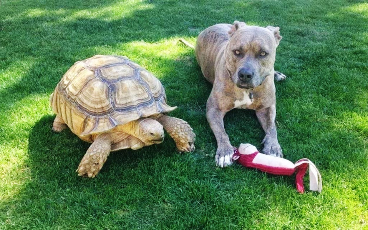 Turtle and pitbull sitting next to each other on the grass.