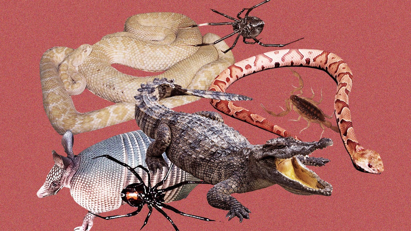 The 12 Most Dangerous Critters in Texas – Texas Monthly