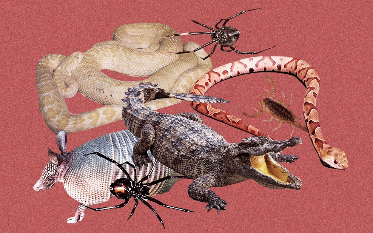 The twelve most dangerous animals in Texas.