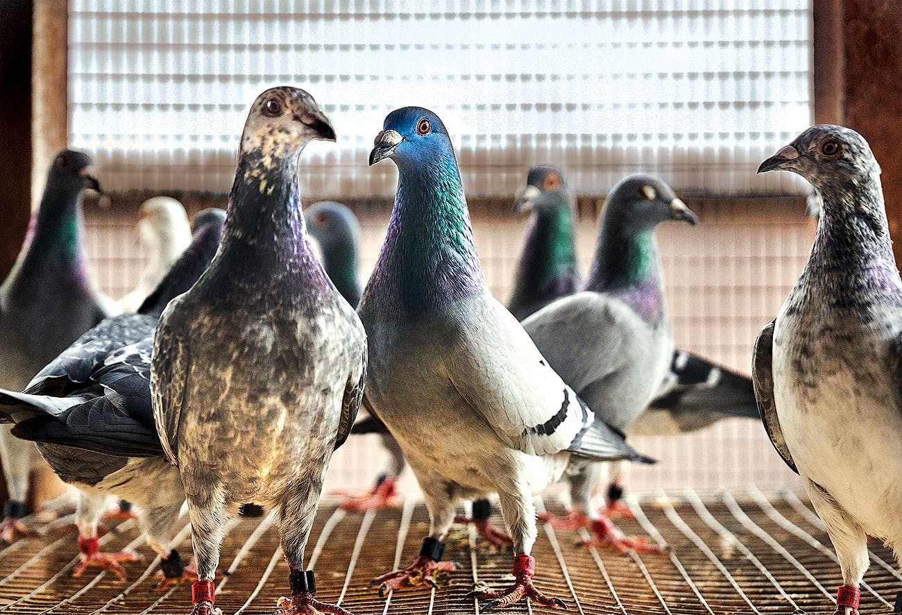 Homing pigeons inside their loft.