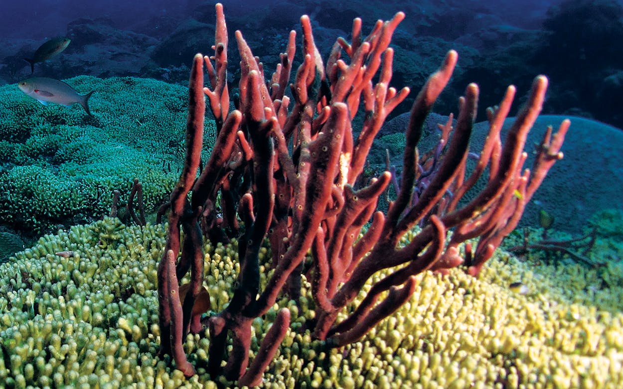 coral reef Texas coast