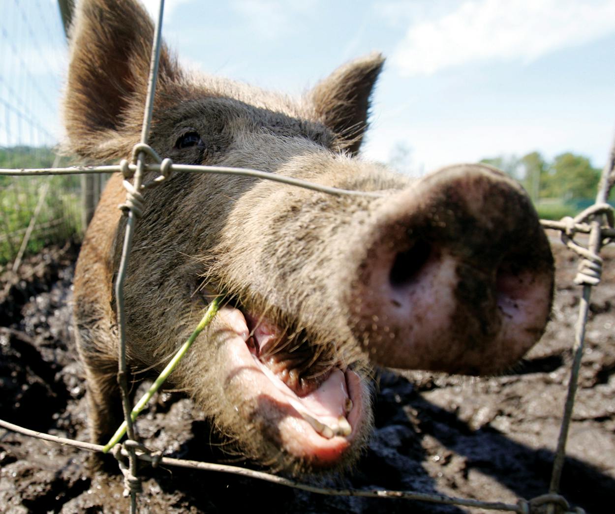 A feral hog stands in a holding pen at Easton View Outfitters in Valley Falls, NY on August 24, 2011.