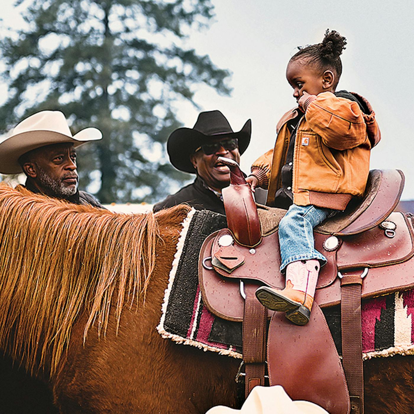 Cowboy Rides Cow Through a Historic Trail Ride, Black Cowboys and Cowgirls Take ...
