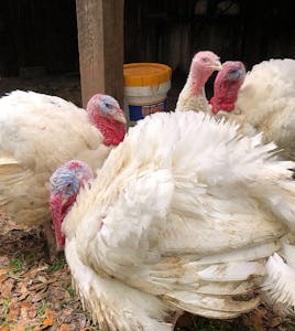 turkeys-at-livestock-show-houston-rodeo