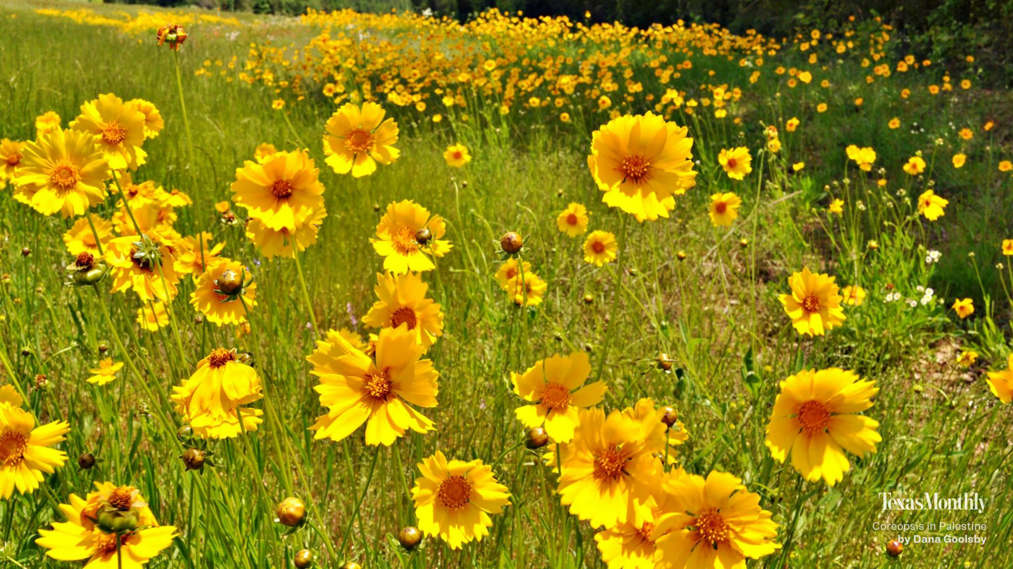 Coreopsis flowers in Palestine zoom background.