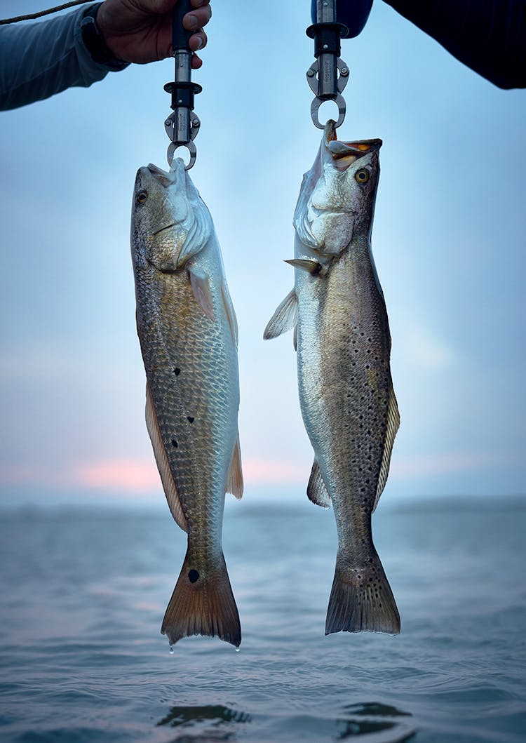 The Winter Diet Of Speckled Trout - Texas Fish & Game Magazine