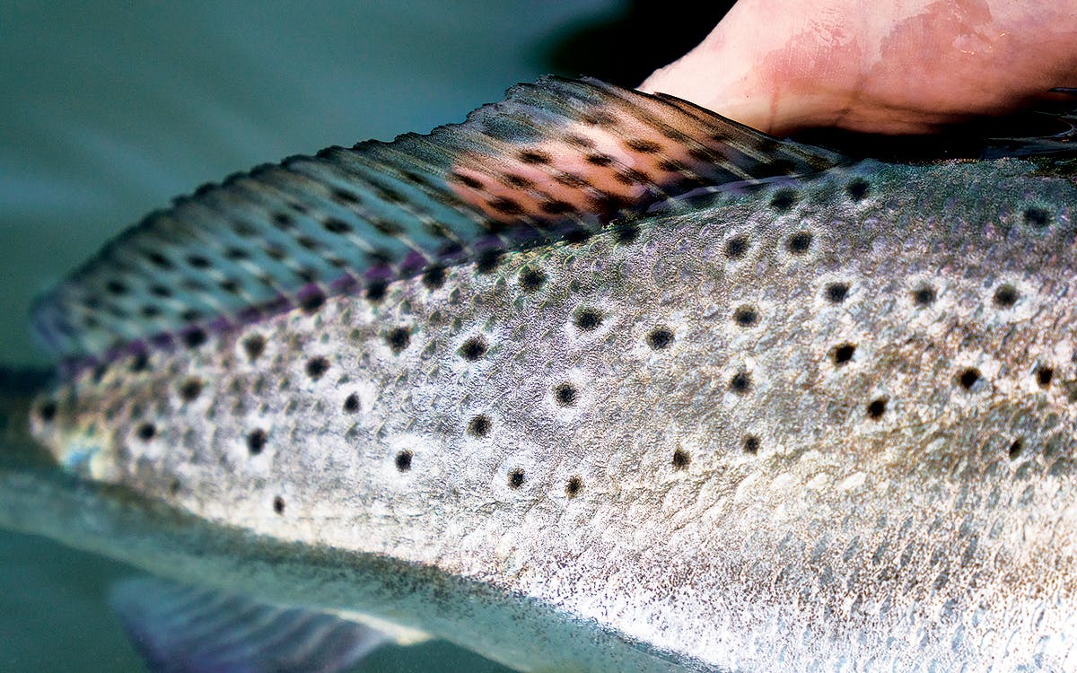 Close-up of the spots and soft dorsal fin of a speckled trout. 