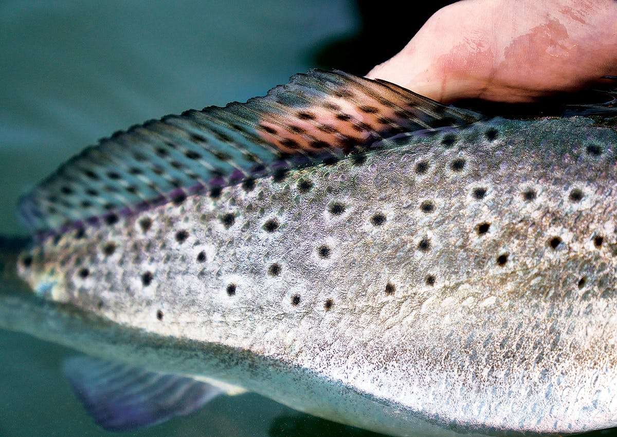 A speckled trout.