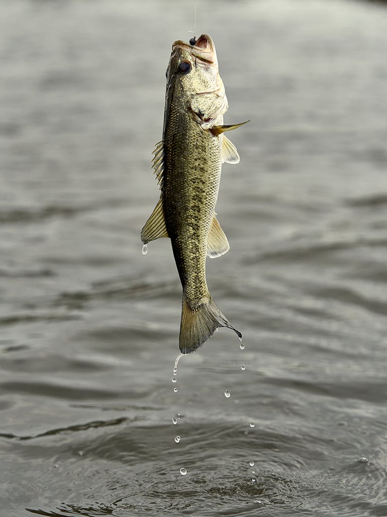 A bass being held above the water by fishing line. 