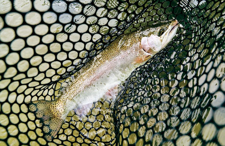 Trout Fishing in America (band) - Alchetron, the free social encyclopedia
