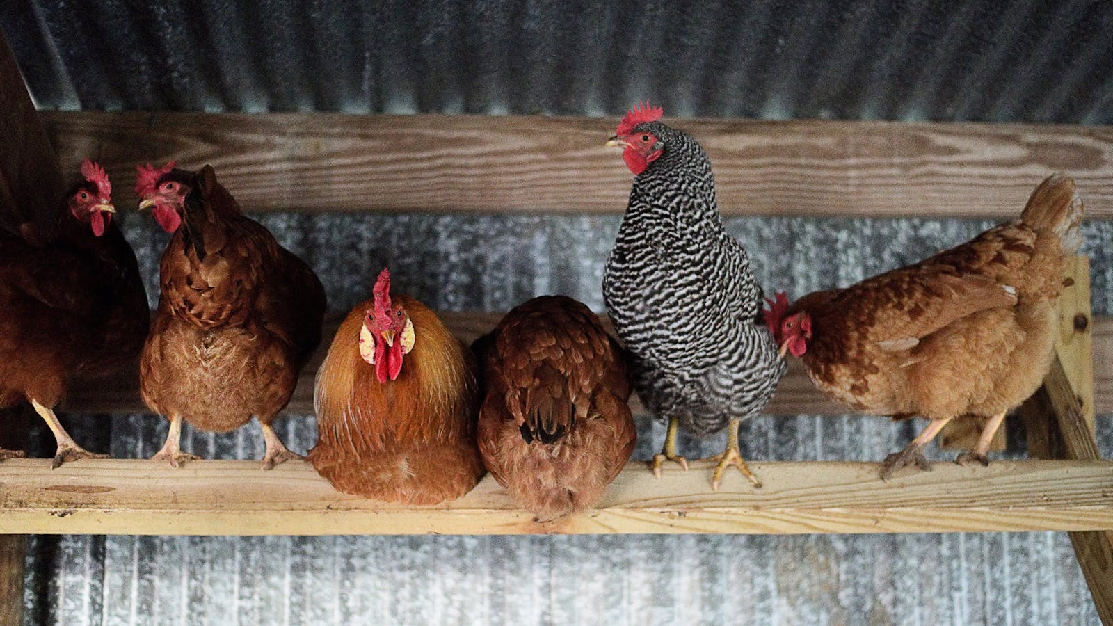 New to Backyard Chicken-Keeping? Here's Some Eggspert Advice – Texas Monthly