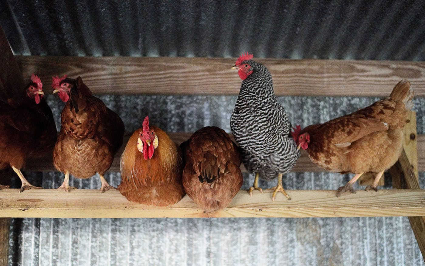 Why are we all keeping hens?, Pets