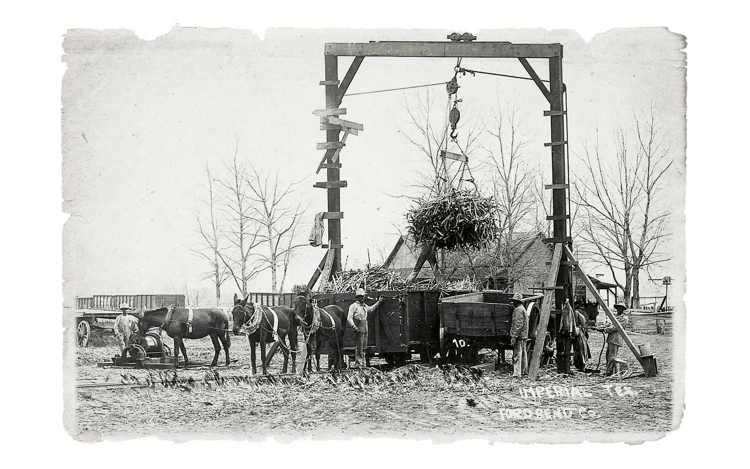 Convicts unloading a cane car at the Imperial Sugar Company’s mill sometime around 1900.
