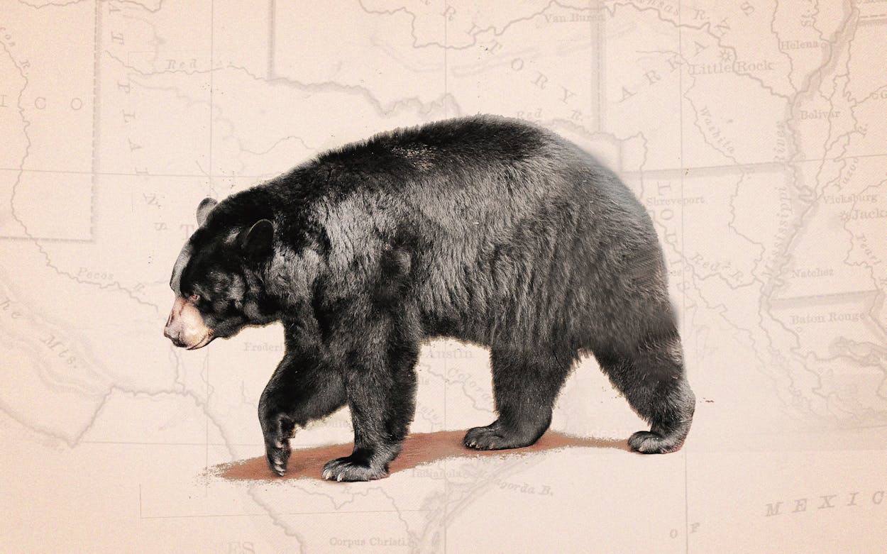 Black bears returning to Texas illustration.