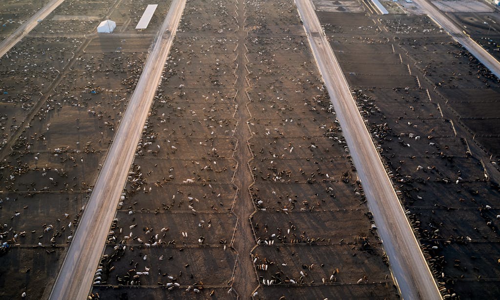 overhead of cattle at cactus