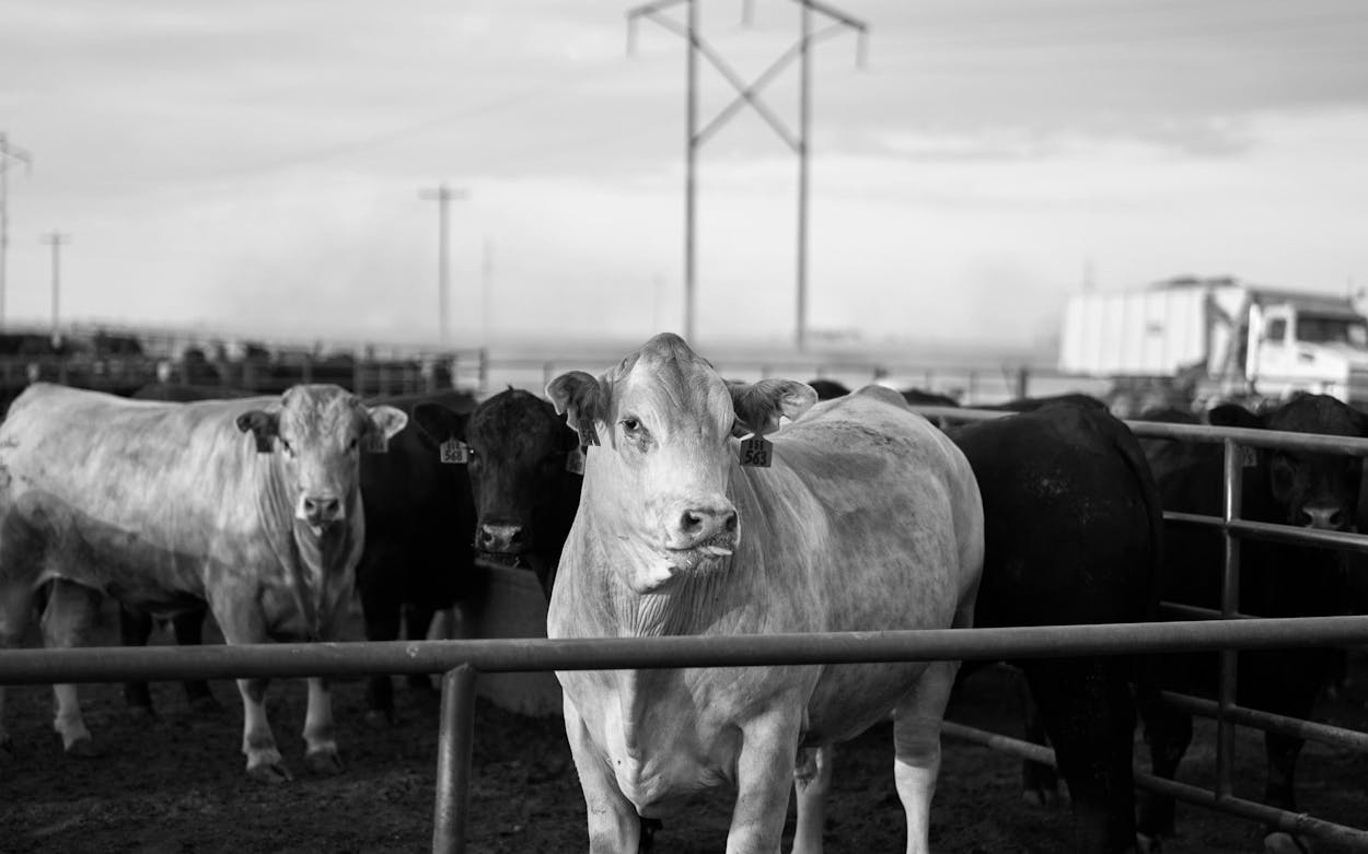 cattle at cactus feeders