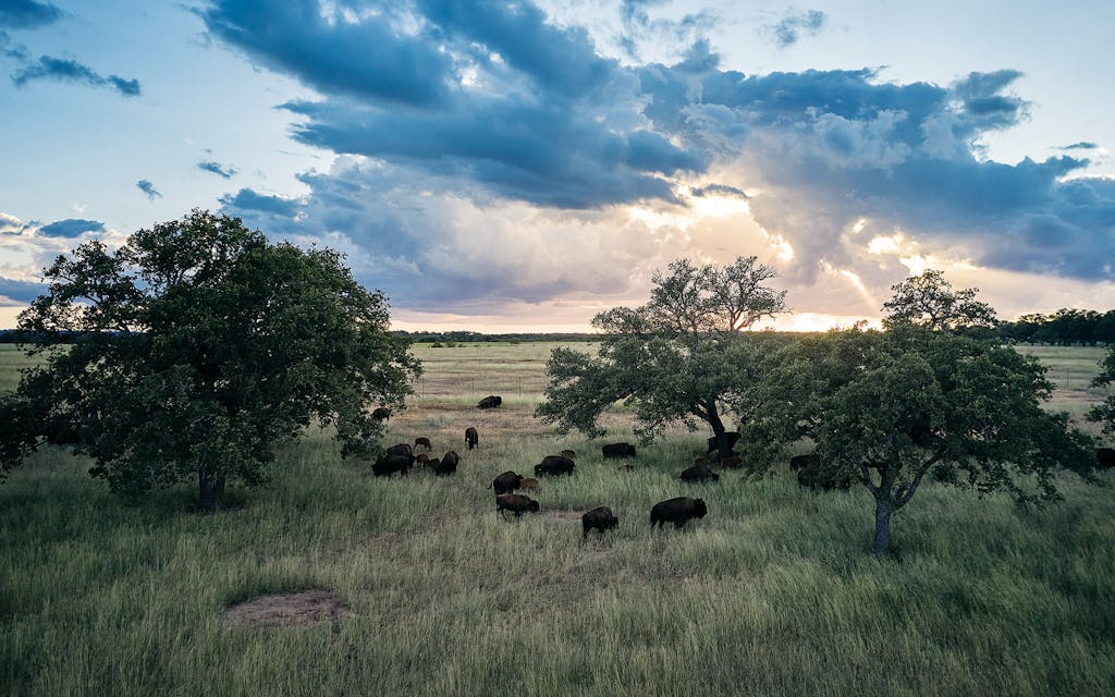 bison roam ranch